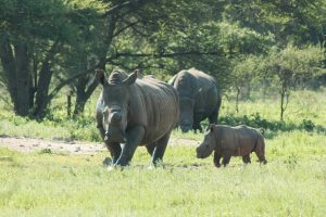 White rhino mother & calf